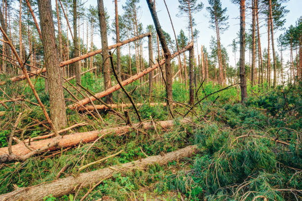 непредвиденные в лесу. буря повреждения. упавших деревьев в лесу - natural disaster tornado damaged demolished стоковые фото и изображения