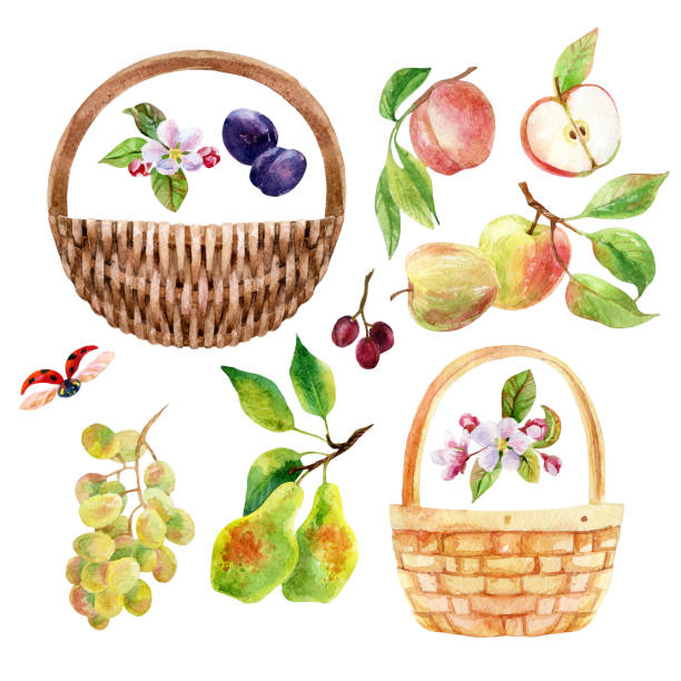 ilustrações, clipart, desenhos animados e ícones de aquarela frutas, frutas silvestres e cesta de vime conjunto - basket apple wicker fruit