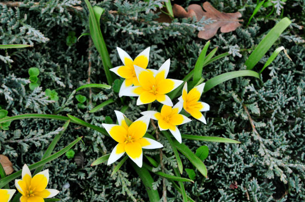 Blooming yellow wild tulips. Wild tulipa Tarda Dasystemon. Blooming yellow wild tulips. Wild tulipa Tarda Dasystemon. tulipa tarda stock pictures, royalty-free photos & images