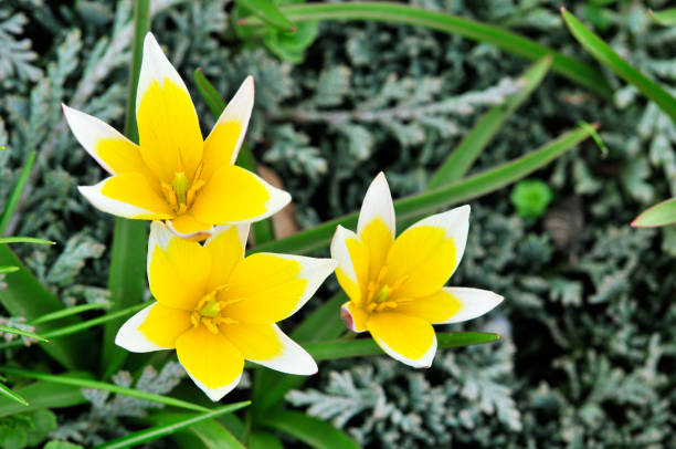 Blooming yellow wild tulips. Wild tulipa Tarda Dasystemon. Blooming yellow wild tulips. Wild tulipa Tarda Dasystemon. tulipa tarda stock pictures, royalty-free photos & images