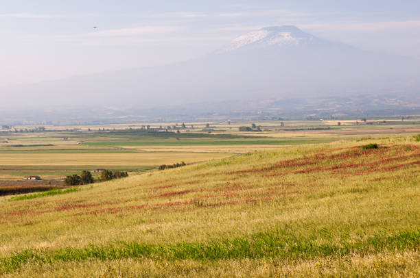 Field of avena and sulla plants in the plain of Catania, Sicily, with a view of mount Etna in the distanceField of sulla plant in the plain of Catania, Sicily, with a view of mount Etna in the distance