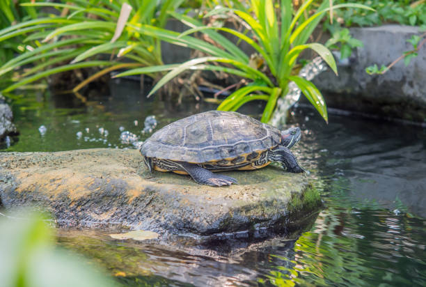 istock Black color of turtle stand is on stone. 538998770