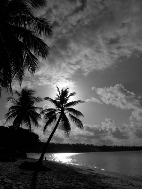 istock Silhouette of two Coconut Trees on a tropical warm beach 538998902