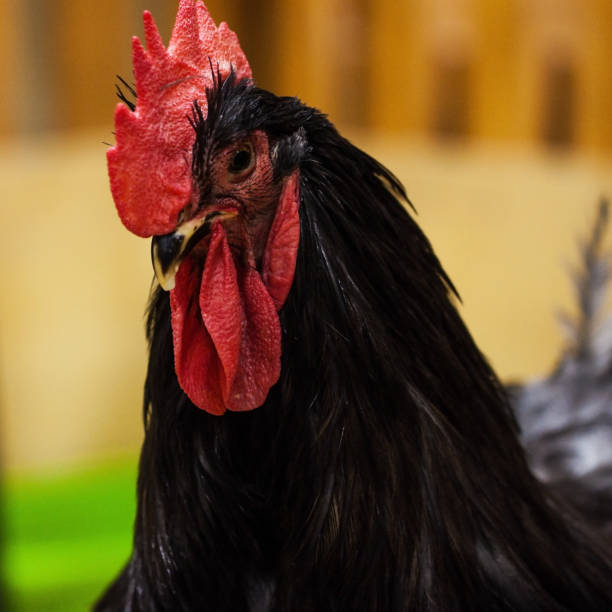 istock Symbol of 2017 - black big rooster 538999118