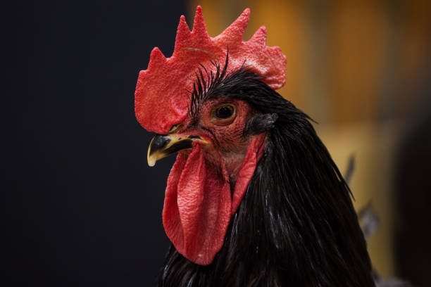 istock Close up of large black rooster 538999318