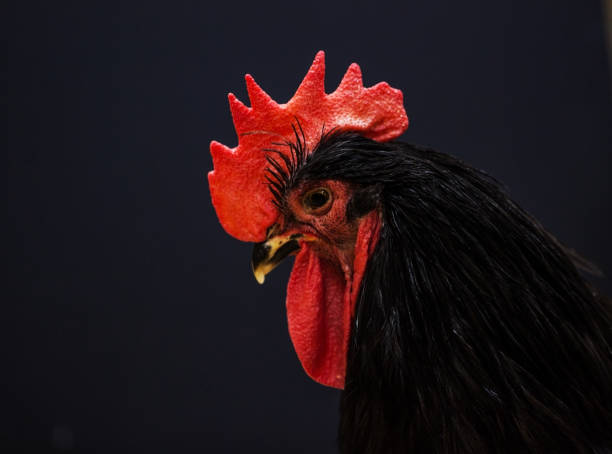 istock Beautiful big black rooster 538999490