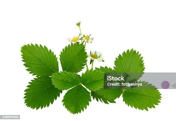 The Flowers And Leaves Of Wild Strawberry Isolated Without Shadow Stock Photo - Download Image Now