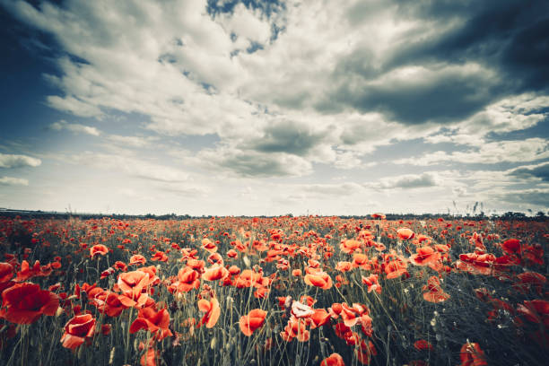 istock wild poppies field 538999796