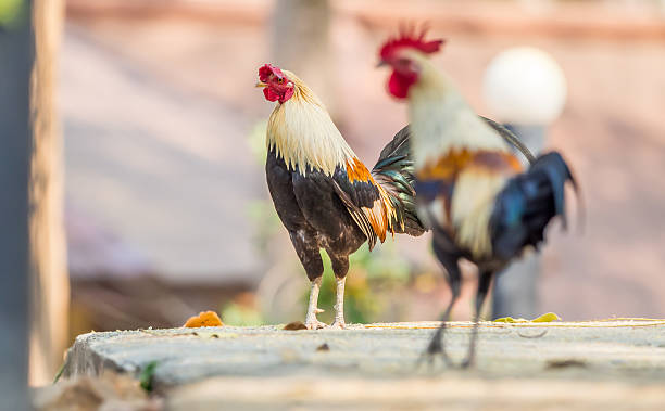 Sử dụng thực phẩm bổ sung