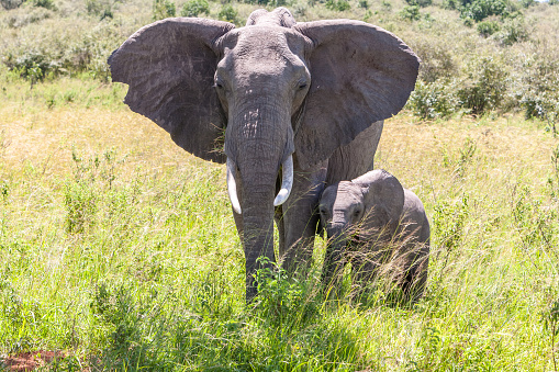 African elephant family walking in the savanna