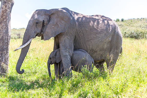 família de elefante a andar na savanna - africa south africa african culture plain imagens e fotografias de stock
