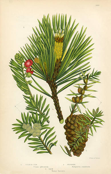 Very Rare, Beautifully Illustrated Antique Engraved Fir, Scotch Fir, Pine, Juniper, Scotch Pine, Victorian Botanical Illustration, from The Flowering Plants and Ferns of Great Britain, Published in 1846. Copyright has expired on this artwork. Digitally restored.