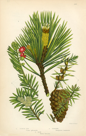 Very Rare, Beautifully Illustrated Antique Engraved Fir, Scotch Fir, Pine, Juniper, Scotch Pine, Victorian Botanical Illustration, from The Flowering Plants and Ferns of Great Britain, Published in 1846. Copyright has expired on this artwork. Digitally restored.