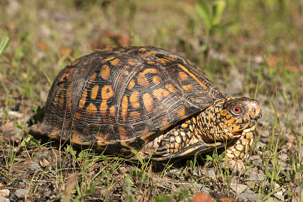 istock Eastern box turtle Daniel Boone National Forest Kentucky 539000134