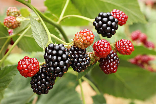 blackberry cacho - blackberry bush plant berry fruit imagens e fotografias de stock