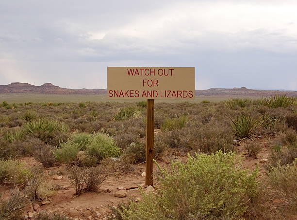 istock Watch out for snakes and lizards 539000991