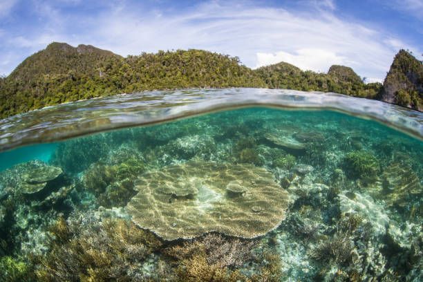 istock Tropical Islands and Reef in Raja Ampat 539001212