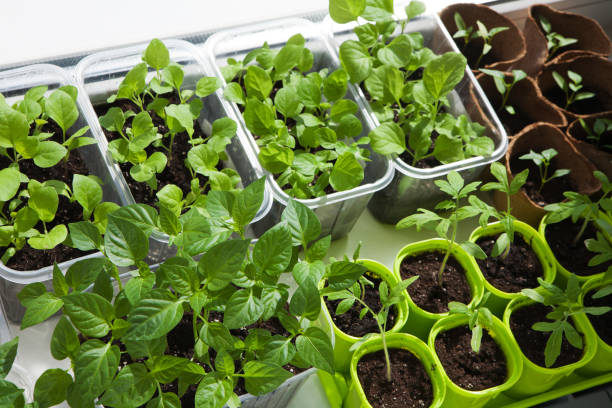 plántula de verduras - greenhouse pepper vegetable garden agriculture fotografías e imágenes de stock