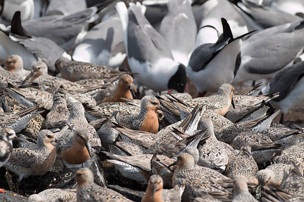 istock Feeding red knot sandpipers laughing gulls Reeds Beach New Jersey 539001702