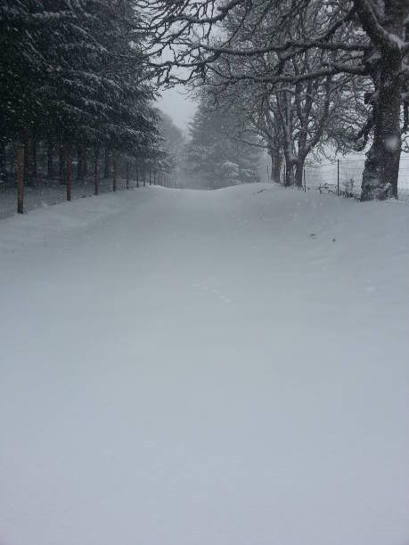 istock Country road with snow through trees 539002076