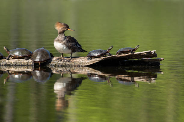 istock Hooded Merganser - Lophodytes cucullatus 539002176