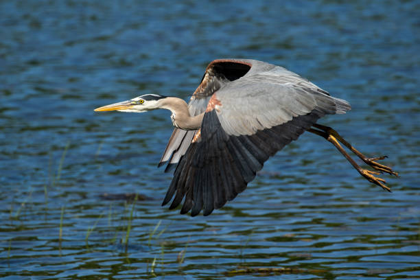 istock Great Blue Heron - Ardea herodias 539002346