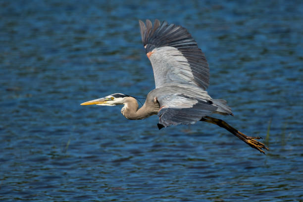 istock Great Blue Heron - Ardea herodias 539002392