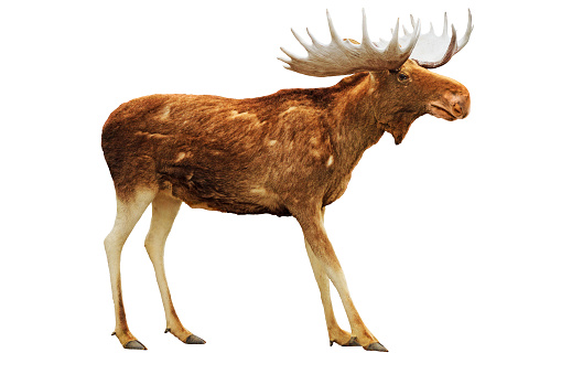 Shiras' Bull Moose in Eastern Idaho.
