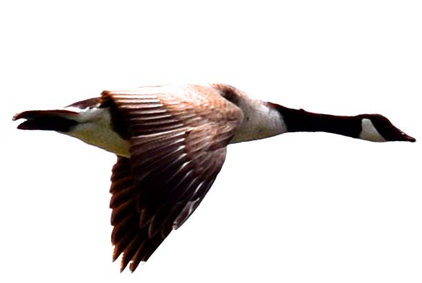 istock canadian goose bird in flight flying isolated white background 539004012