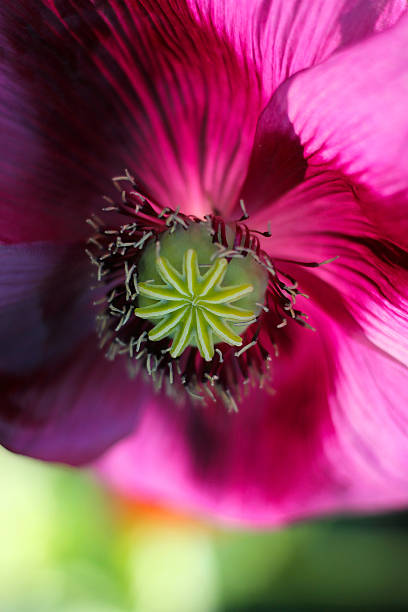 パープルのポピー花のクローズアップ - poppy purple flower close up ストックフォトと画像