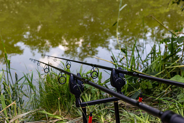 istock Carp fishing rods 539004512