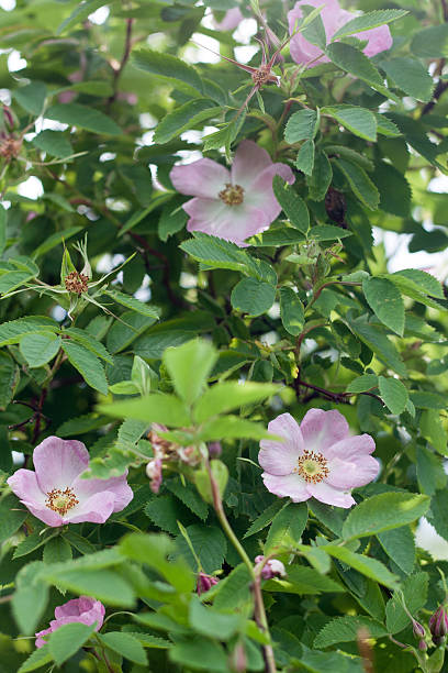 istock Wild rose bush blooms 539004770