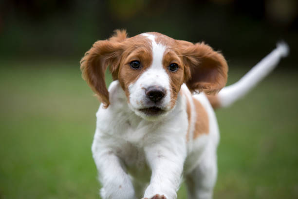 Brittany Spaniel Puppy Galloping stock photo