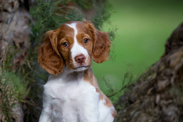 Cute Brittany Spaniel Puppy Headshot stock photo