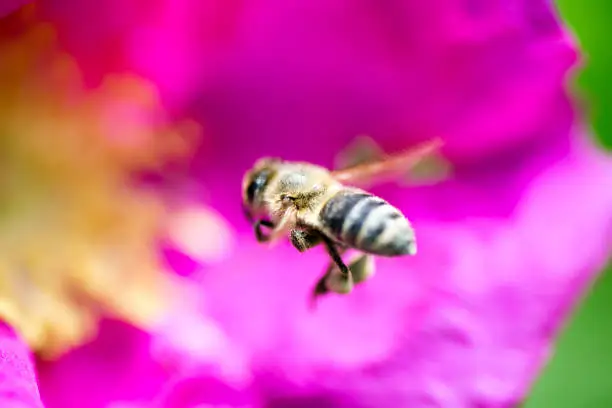 bee flying into a dog-rose