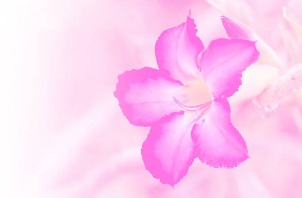 istock Closeup pink rose impala lily.  Mock Azalea flower 539008478