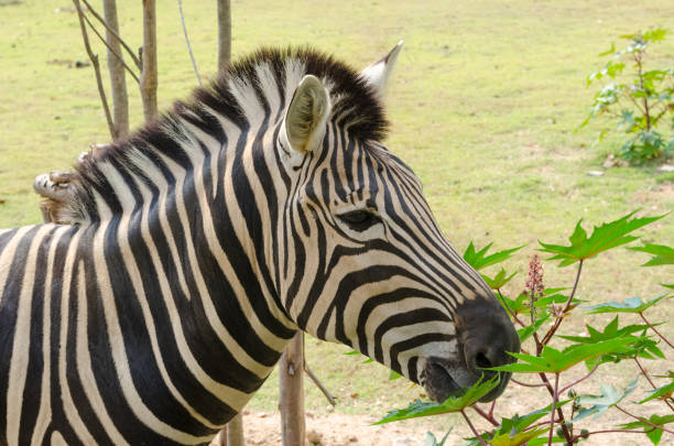 African plains zebra on the dry brown savannah grasslands browsing and grazing.