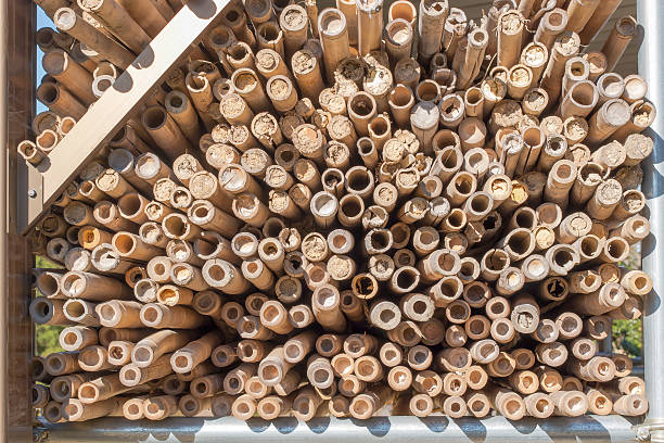 istock stack of dry bamboo in morning sun 539008938
