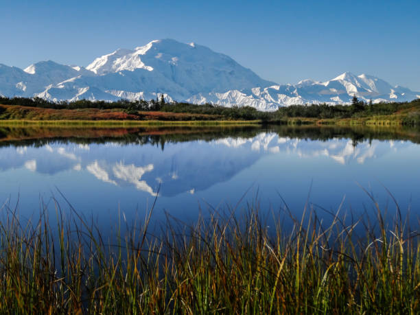 денали (гора мак-кинли) в отражение пруд в осень - wilderness area usa tree day стоковые фото и изображения