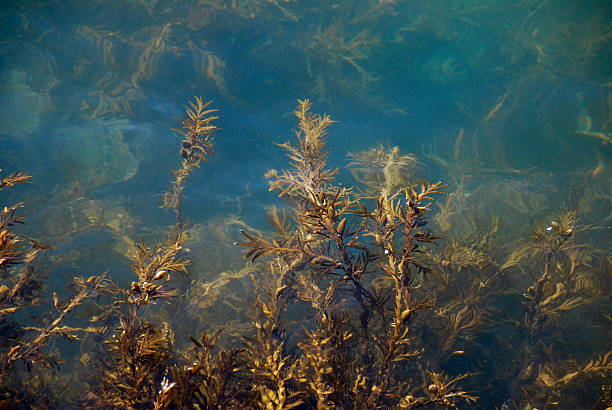 Looking down into seaweed lit by the sun.