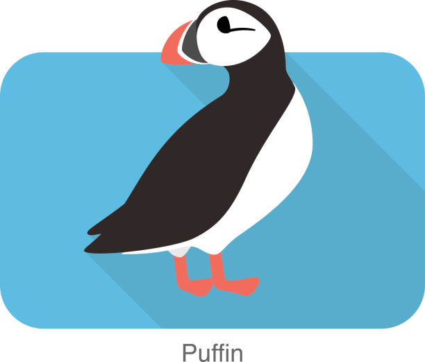 Iceland bird, flat cute puffin, vector illusration Iceland bird, flat cute puffin, vector illusration puffin stock illustrations