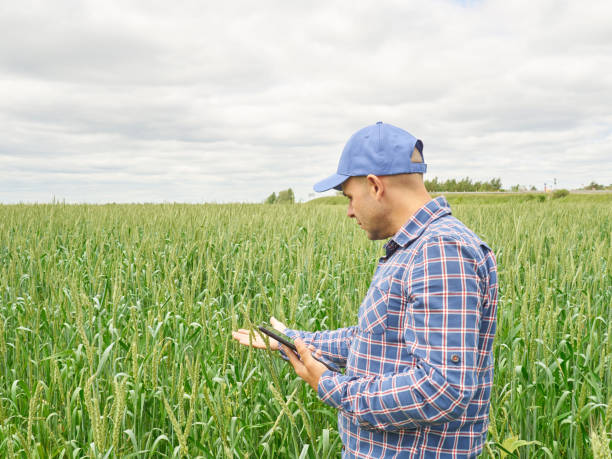 istock Farmer in plaid shirt controlled his field  looking at tablet 539010886