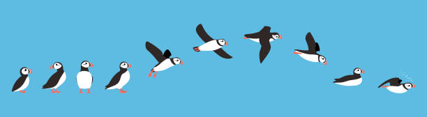 flying sequence of puffin, multiple exposure, vector illustration flying sequence of puffin, multiple exposure, vector illustration puffin stock illustrations