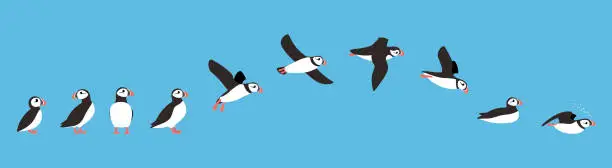 Vector illustration of flying sequence of puffin, multiple exposure, vector illustration