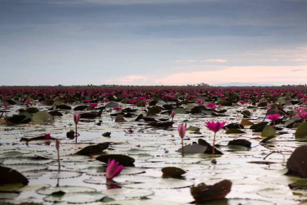 istock Beautiful blue sky sunset at lotus lake 539011182