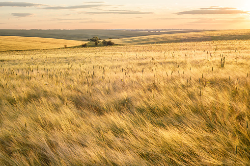 Beautiful rural scene of barley fields on sunset