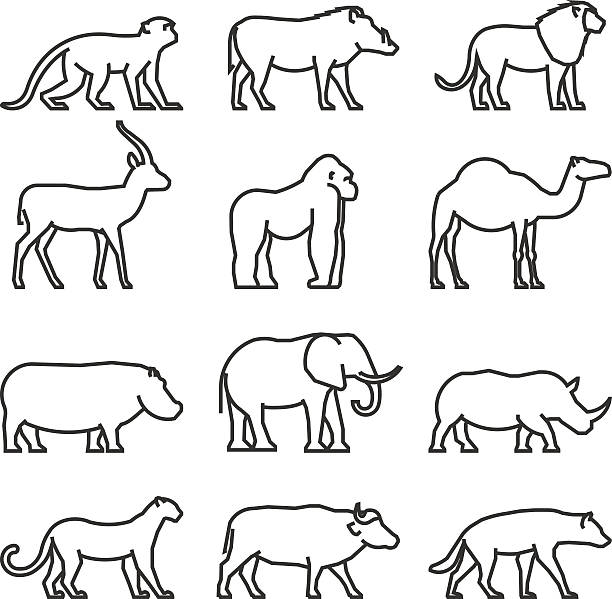 Modern vector set outline African animals. Vector set outline African animals. Vector line silhouette of monkey, warthog, lion and antelope. Geometric linear animals of Africa. The outline silhouette gorilla, camel, hippo and elephant. buffalo iowa stock illustrations