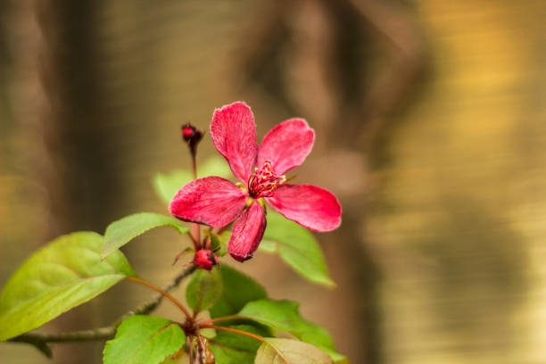 Blossoming apple. Red decorative wild Royalty Apple flower