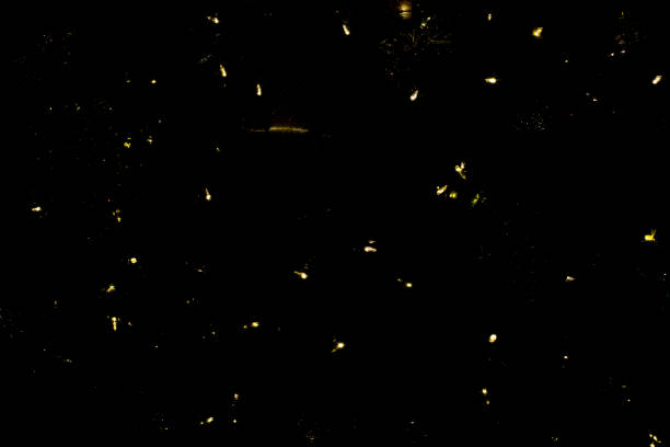 Fireflies? abstract Abstract gold glowworm photos stock pictures, royalty-free photos & images