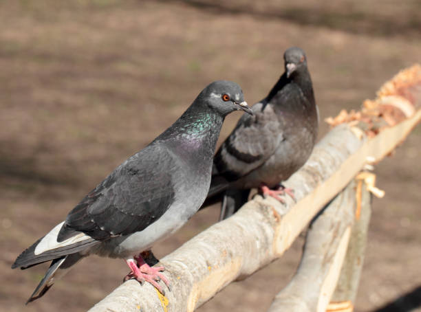 istock Closeup view of grey pigeon 539014782